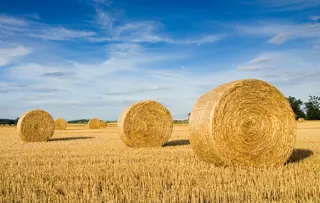 Balle di fieno appena raccolta sparse in un campo sotto un cielo blu intenso.