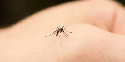 Eine Mücke sticht in die Hand eines Menschens