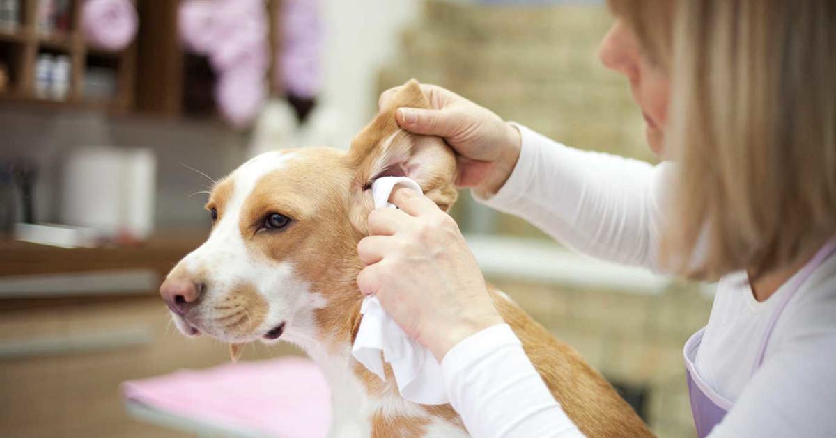 Ohren reinigen bei Katzen & Hunden Tempo