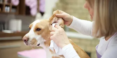 Eine Frau reinigt die Ohren eines Hundes mit einem Tuch