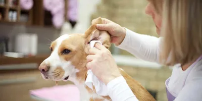 Eine Frau reinigt die Ohren eines Hundes mit einem Tuch