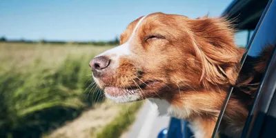 Reise mit einem Hund, der seinen Kopf aus einem Autofenster streckt