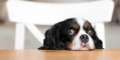 Ein kleiner Hund mit wässrigen Augen stützt seinen Kopf auf eine Küchenablage