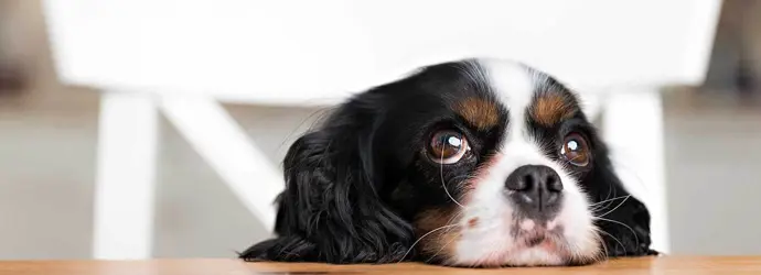 Ein kleiner Hund mit wässrigen Augen stützt seinen Kopf auf eine Küchenablage