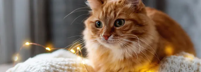 Eine rötliche Katze liegt auf einer hellen Strickdecke und einer Lichterkette.