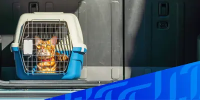 Bild einer Katze in einem Tiertransporter in einem Auto, überlagert von einem diagonalen blauen Tempo-Muster in der rechten Ecke.