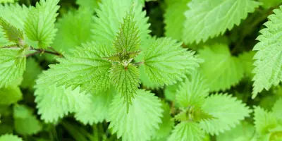 Una pianta di urtica comune nota anche come ortica