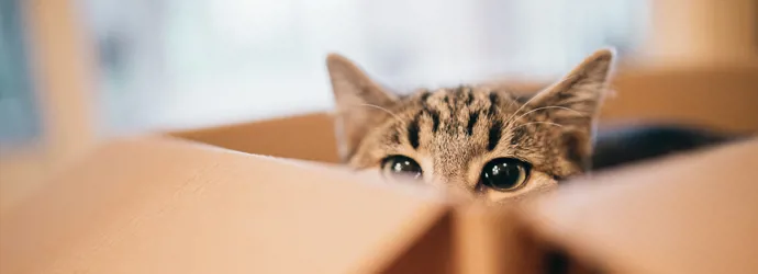 Nahaufnahme einer getigerten Katze, die vorsichtig aus einem Pappkarton herausschaut.