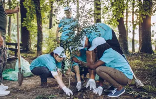 Un gruppo di volontari in maglietta e berretto blu pianta insieme un albero in un'area boschiva.