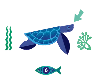 Prendiamoci cura delle tartarughe