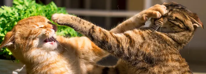 Warum kommt es zur Konflikteskalation? Ein Psychologe erklärt