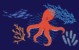 POLPO DUMBO (OPISTHOTEUTHIDAE)