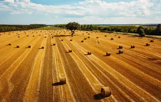 Vista aerea di un campo con balle di fieno, un albero centrale e turbine eoliche all'orizzonte sotto un cielo azzurro.