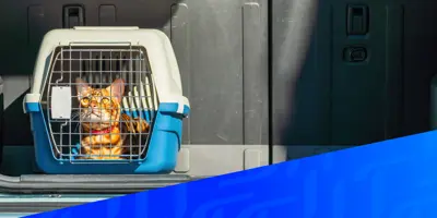 Bild einer Katze in einem Tiertransporter in einem Auto, überlagert von einem diagonalen blauen Tempo-Muster in der rechten Ecke.