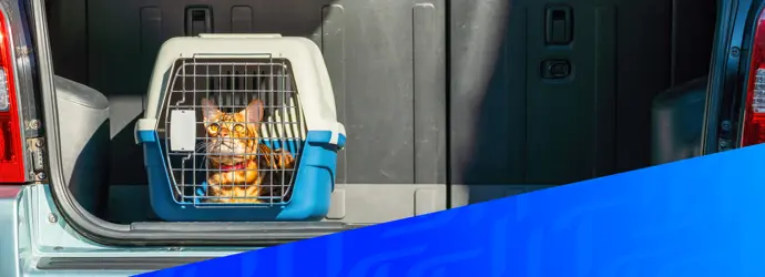 Bild einer Katze in einem Tiertransporter in einem Auto, überlagert von einem diagonalen blauen Tempo-Muster in der rechten Ecke.