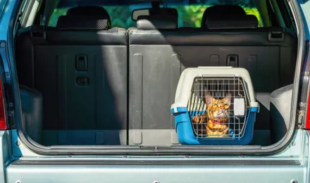 Eine getigerte Katze in einer Transportbox im Kofferraum eines hellblauen Autos.