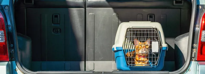 Eine getigerte Katze in einer Transportbox im Kofferraum eines hellblauen Autos.